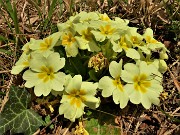21 Primula vulgaris (Primula comune)